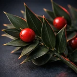 Butcher's Broom botanical