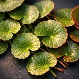 Gotu Kola botanical