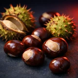 Horse Chestnut botanical